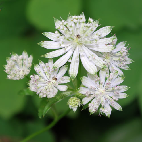 Astrantia major Snowstar